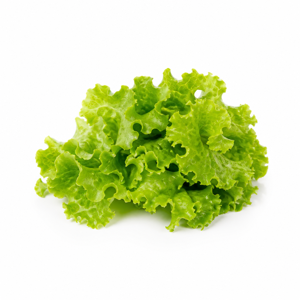 Lechuga