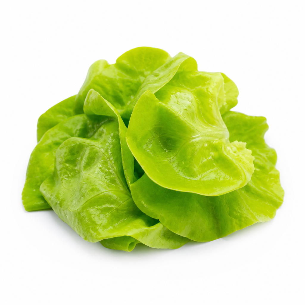 Lechuga mantequilla